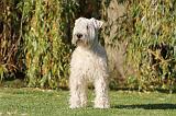 IRISH WHEATEN TERRIER 002